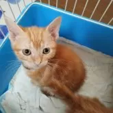 アメリカンショートヘア