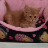 ソマリ【滋賀県・男の子・2025年10月14日・フォーン】の写真2