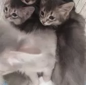 ソマリ【滋賀県・女の子・2024年11月26日・ブルー】の写真3「向かって右の子です」