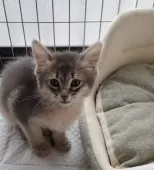 ソマリ【滋賀県・女の子・2024年11月26日・ブルー】の写真5