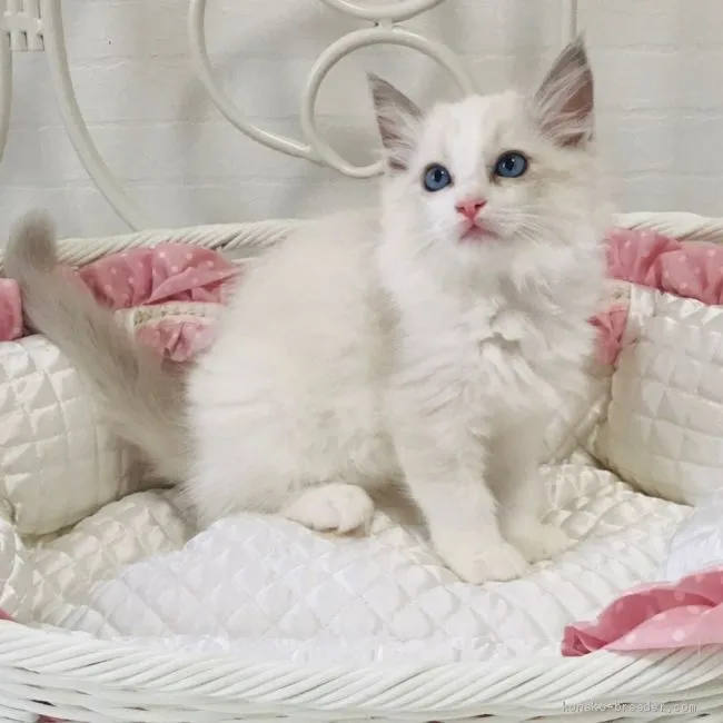 ID：1907-00417の子猫