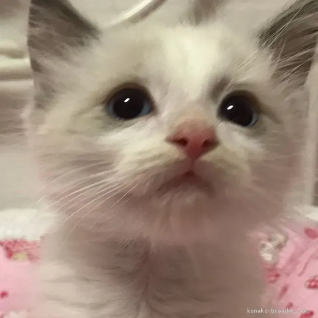 ID:1803-01475の子猫