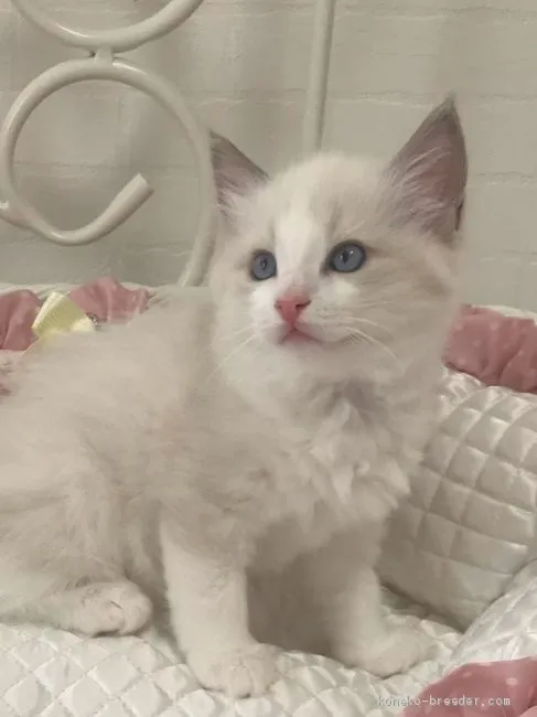 ID：1906-01416の子猫