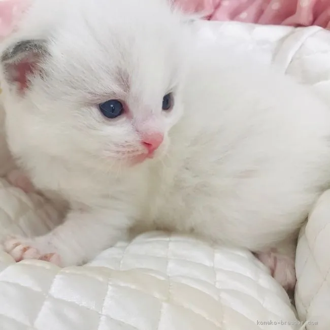 ID：1911-01499の子猫