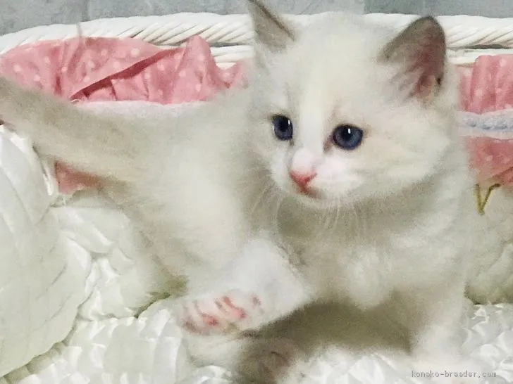 ID：2006-01283の子猫