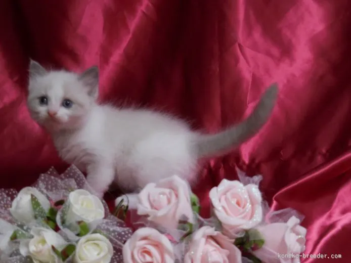 ID：1506-00262の子猫