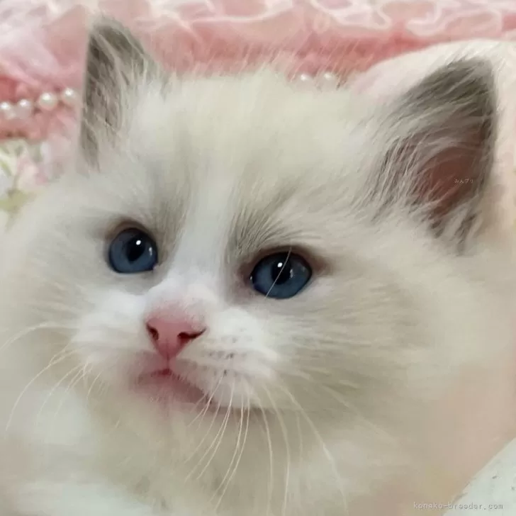 ID：2411-00697の子猫