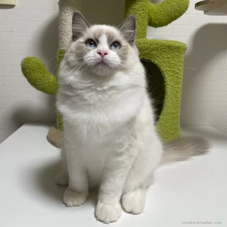 ID：2402-01849の子猫