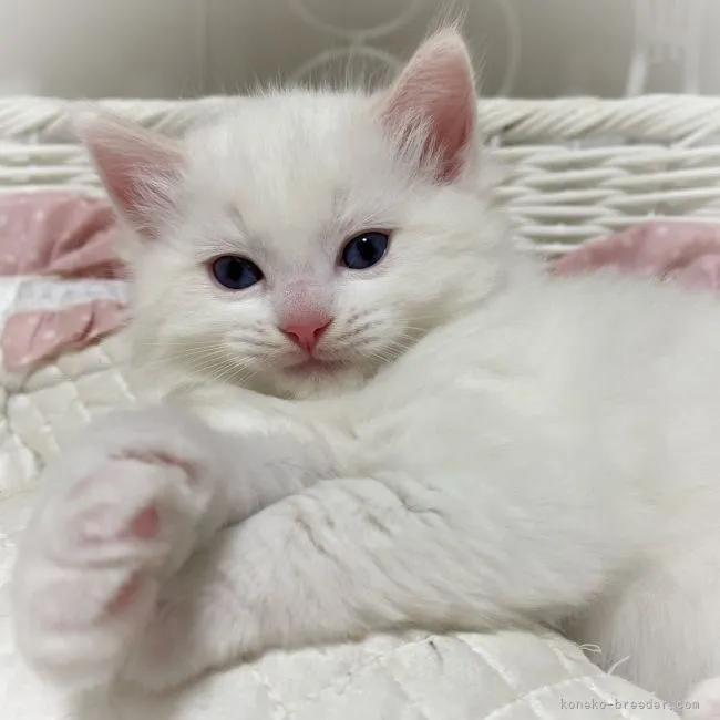 ID：2203-01333の子猫