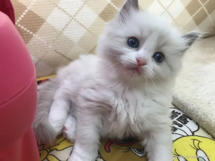 ID：1801-00047の子猫