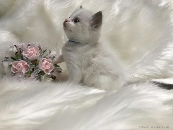 ID：1611-00181の子猫