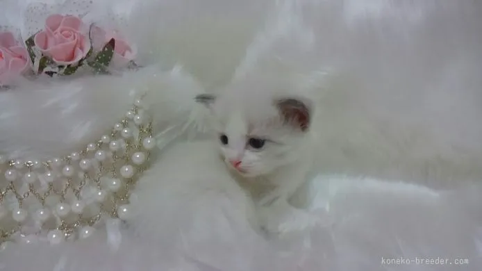 まる 様のお迎えした子猫