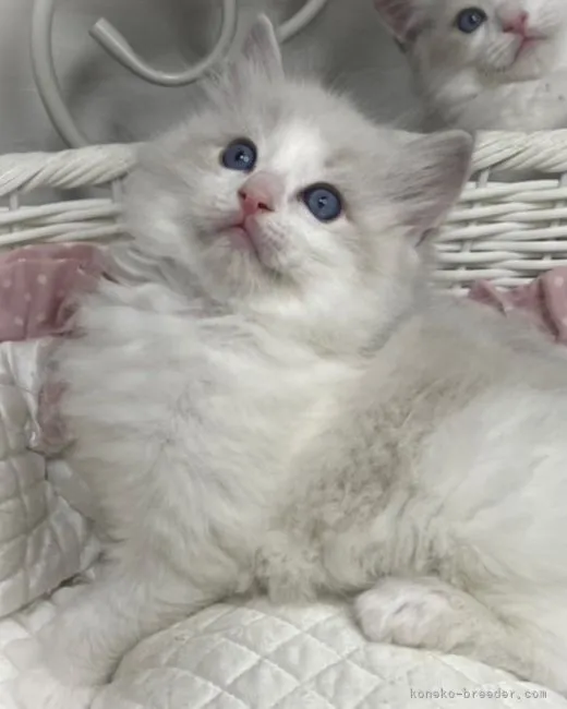 ID：2202-00069の子猫
