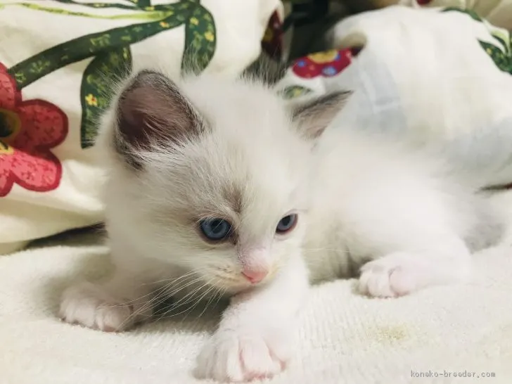ID：1912-00550の子猫