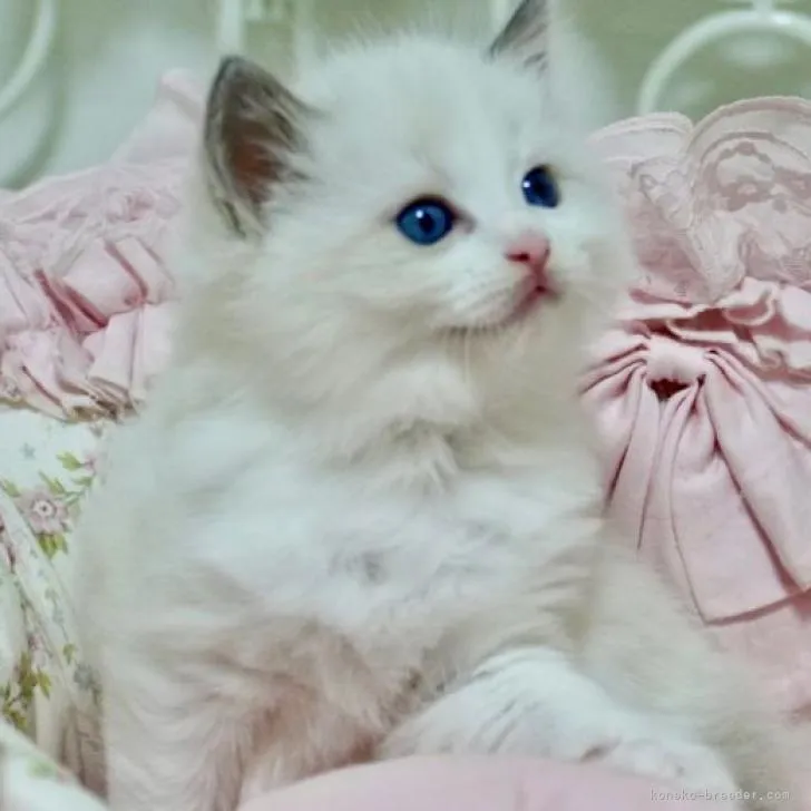 ID:2210-03095の子猫