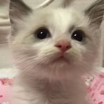 ラグドール【埼玉県・男の子・2018年1月24日・ブルーポイントバイカラー】の写真「甘えん坊の男の子♪」