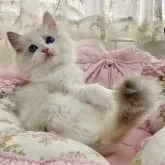 ラグドール【埼玉県・女の子・2023年4月8日・ブルートーティーポイントバイカラー】の写真2