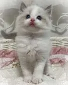 ラグドール【埼玉県・男の子・2021年9月3日・ブルーポイントバイカラー】の写真5