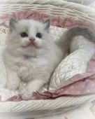 ラグドール【埼玉県・女の子・2021年9月8日・ブルーポイントバイカラー】の写真5