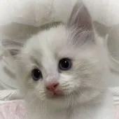 ラグドール【埼玉県・男の子・2021年8月21日・ブルーポイントバイカラー】の写真5