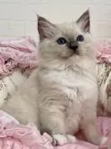 ラグドール【埼玉県・女の子・2022年4月26日・ブルーポイントミテッド】の写真5「掲載されている子猫ちゃんと同じ両親から生まれたお兄ちゃんです✨」