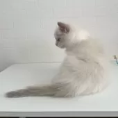 ラグドール【埼玉県・女の子・2024年11月21日・ブルーポイントバイカラー】の写真11