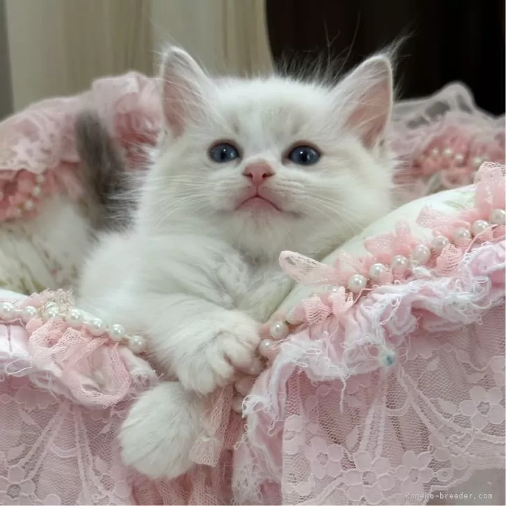 ID：2503-01524の子猫