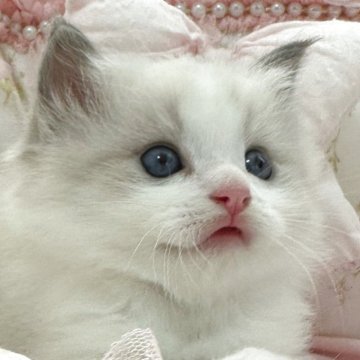 ラグドール【埼玉県・男の子・2025年8月21日・ブルーポイントバイカラー】の写真「とても甘いお顔の男の子🥰」