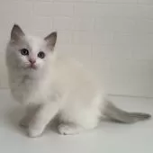 ラグドール【埼玉県・女の子・2024年11月21日・ブルーポイントバイカラー】の写真7