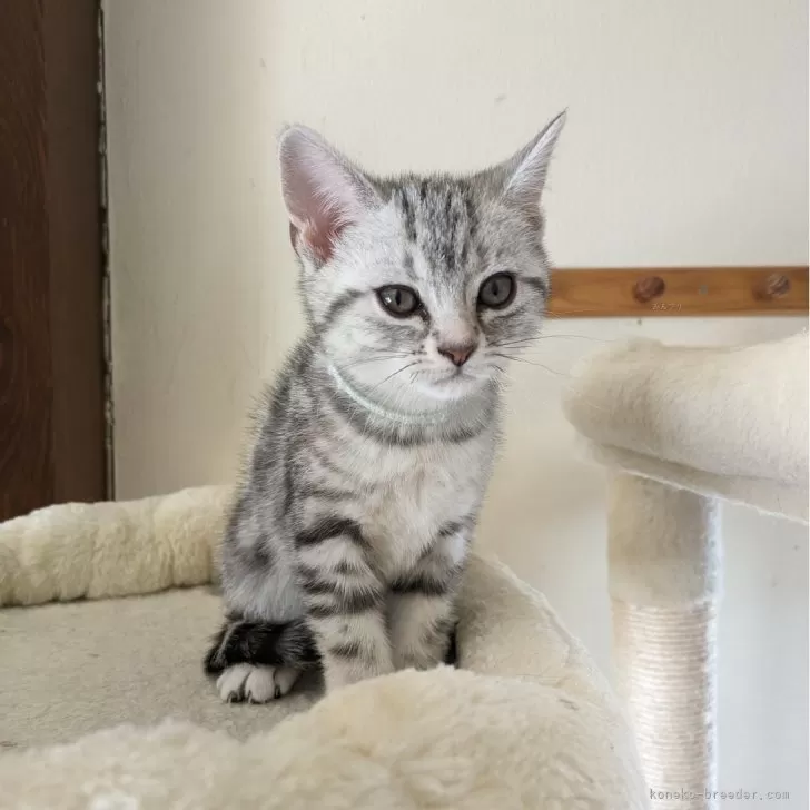ID：2404-00601の子猫