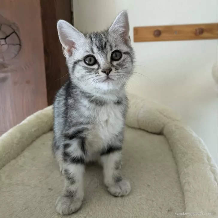ID:2404-00606の子猫