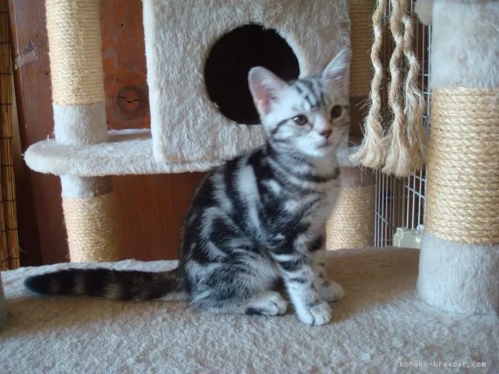 ID：1607-00700の子猫