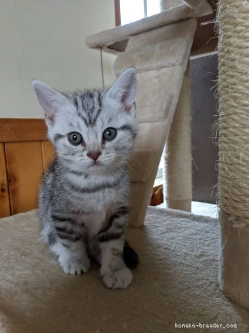 ID：2011-01235の子猫