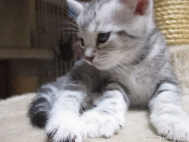 ID：1708-00824の子猫