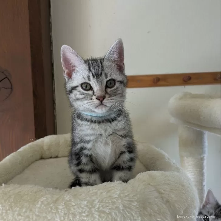 ID：2404-00607の子猫