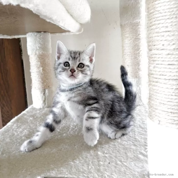 S.S 様のお迎えした子猫