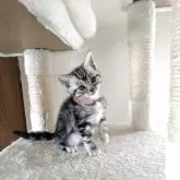 アメリカンショートヘア