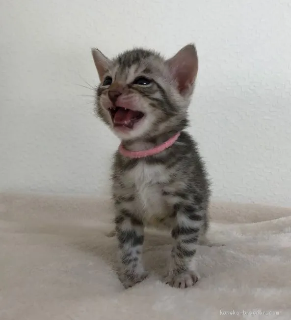 ID：1907-01719の子猫