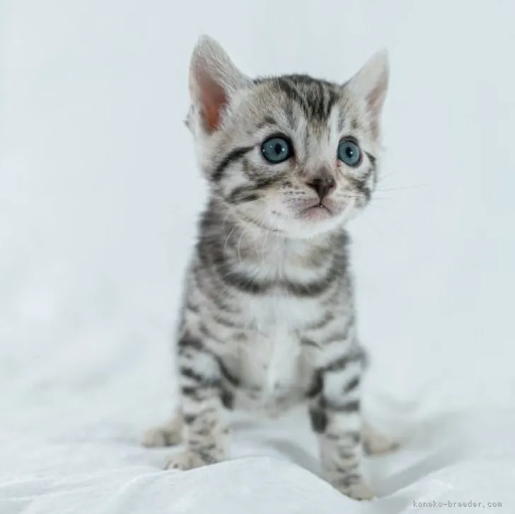 ID:2311-01527の子猫