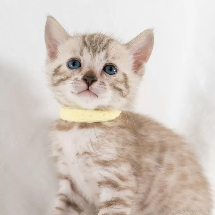 ID:2405-01164の子猫