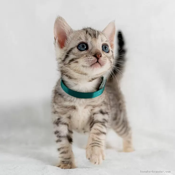 ID:2401-02434の子猫