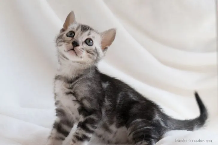 ID:1802-00924の子猫