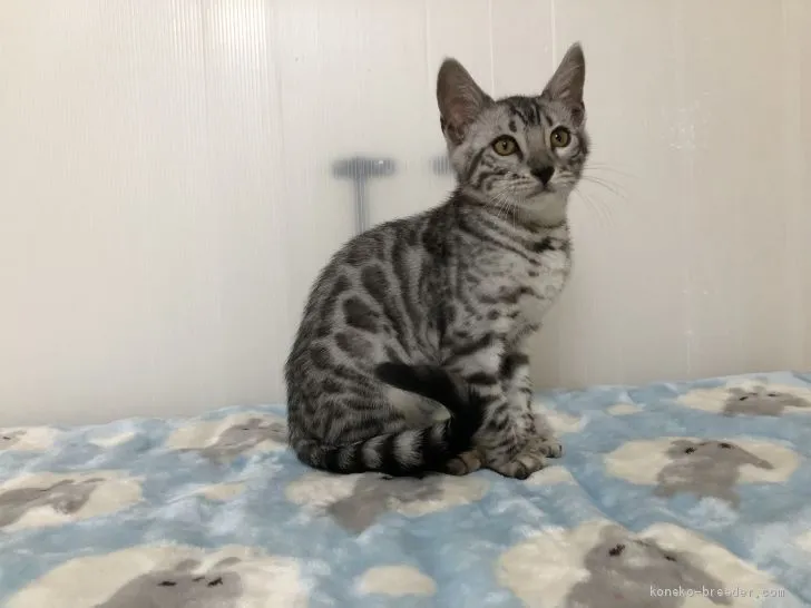 ID：1909-01586の子猫