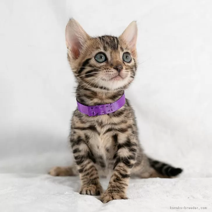 ID:2401-02435の子猫
