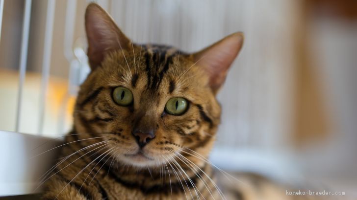 ベンガル【・男の子・2015年11月1日・ブラウン(ブラック)スポテッドタビー】