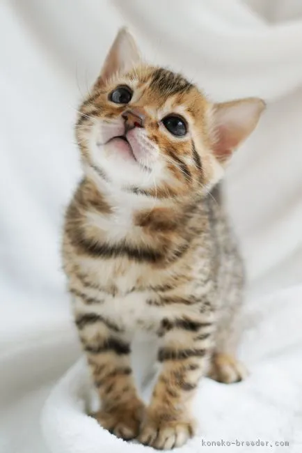 ID:1803-01074の子猫