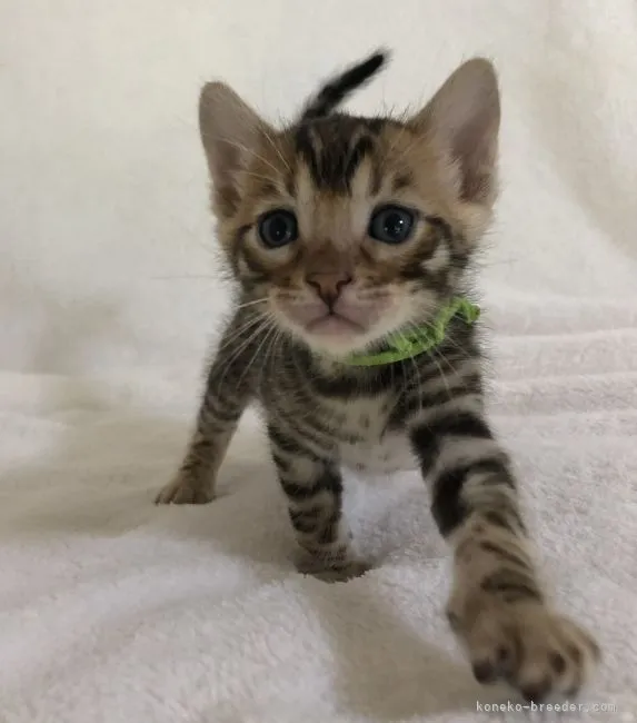 ID：2107-01354の子猫