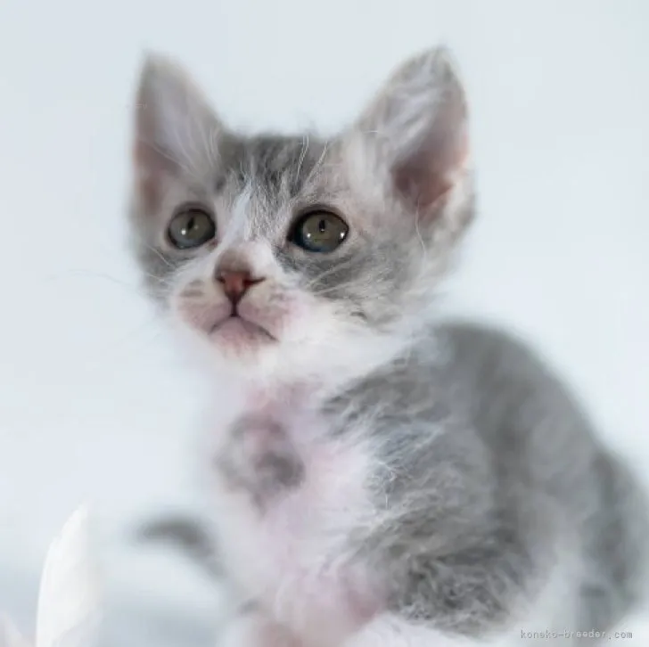 ID：2311-00813の子猫