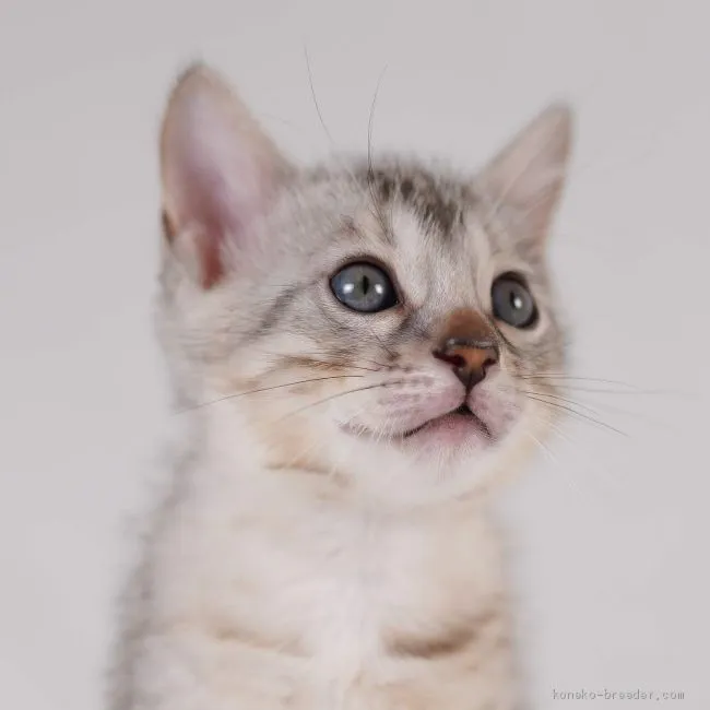 ID:1908-01474の子猫