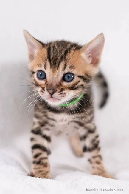 ID:2112-00929の子猫